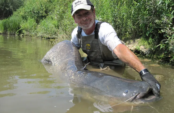 Angler steht im Fluss und hält einen Waller in den Händen.