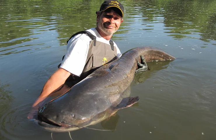 Angler steht im Fluss und hält einen Waller in den Händen.